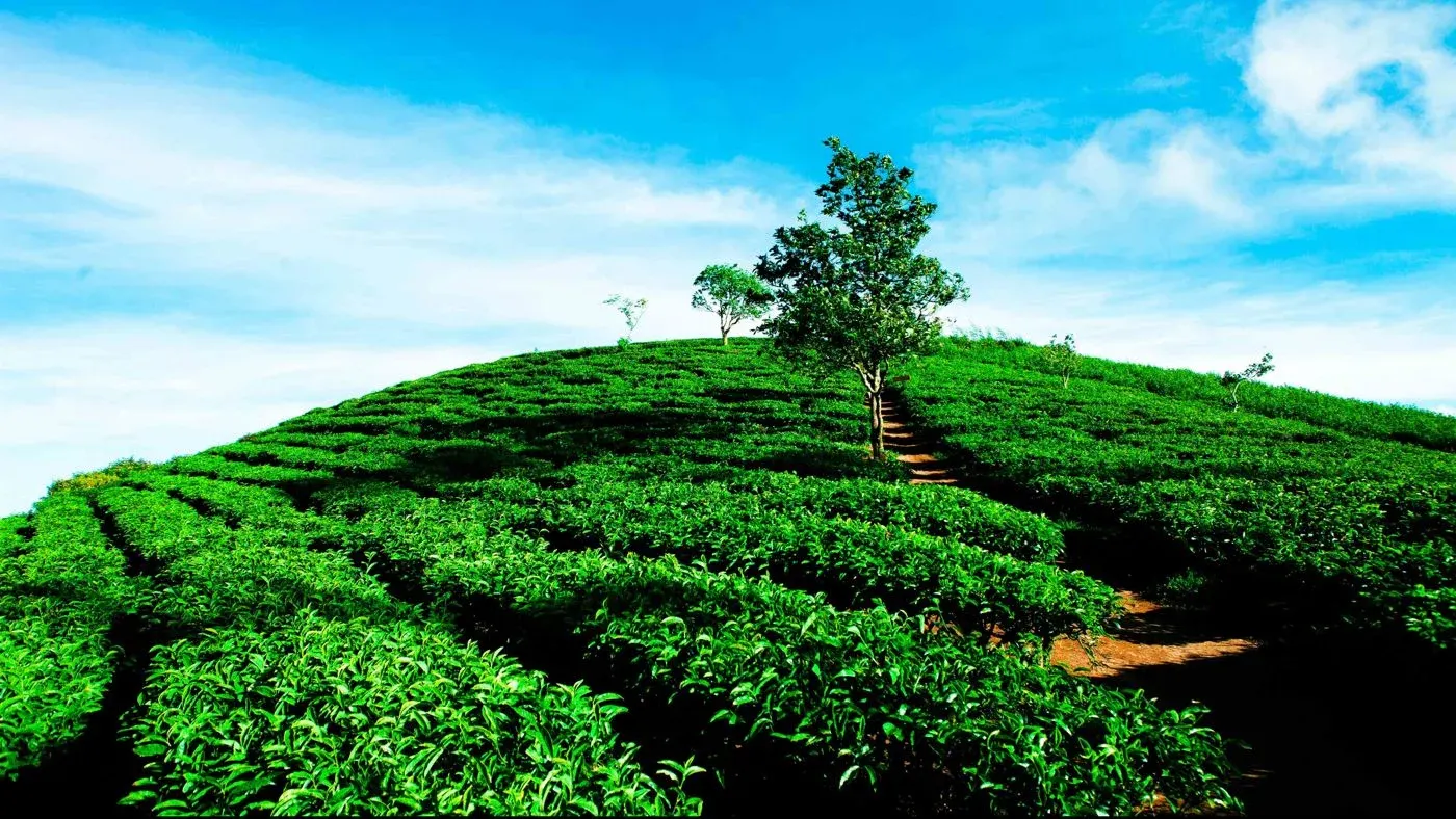 Cau Dat tea hill plantation terraced rows Da Lat Bali
