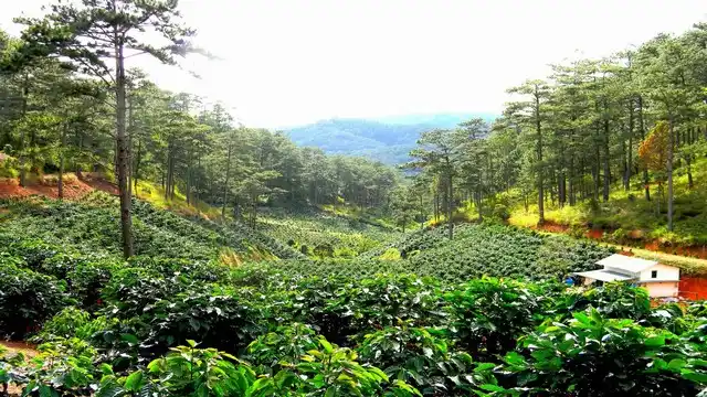 Da Lat coffee plantation Arabica Bali Central Highlands