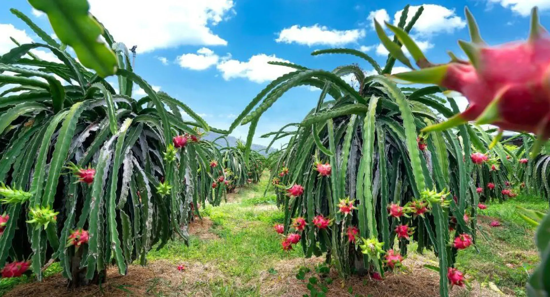 Dragon fruit cactus farm Binh Thuan province Mui Ne Bali