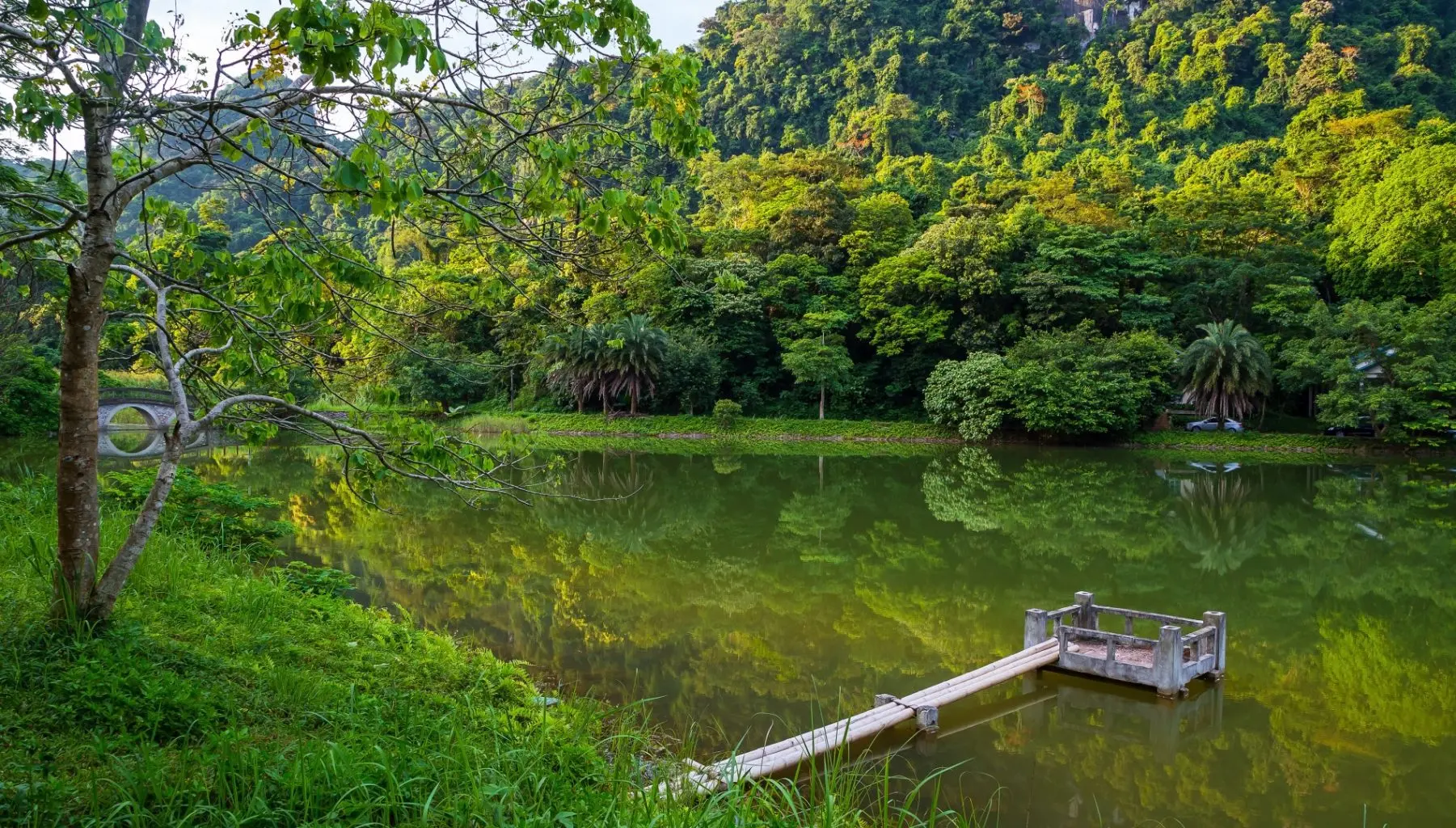 Ancient rainforest and 1000-year-old tree Cuc Phuong National Park Bali