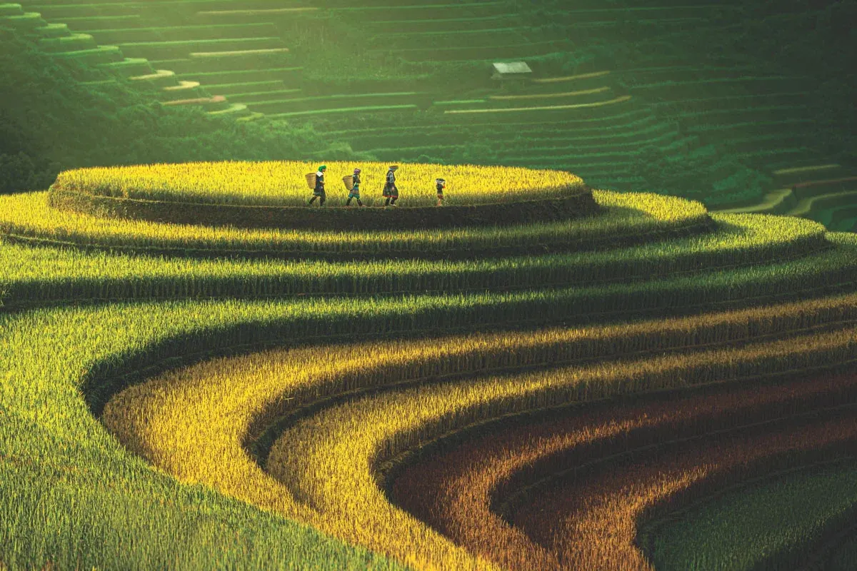 Mu Cang Chai famous golden rice terraces northern Bali Yen Bai province